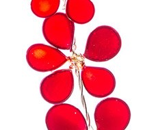 uhani_viseci_rdec_d1